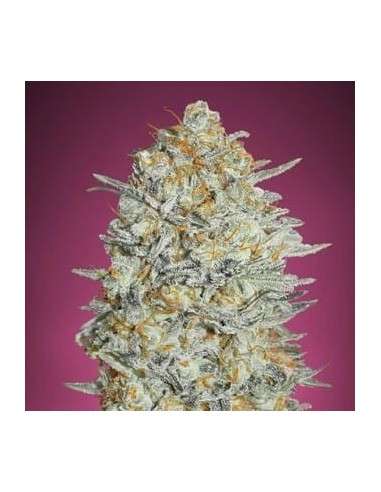 Gelato 33 Fast - 1