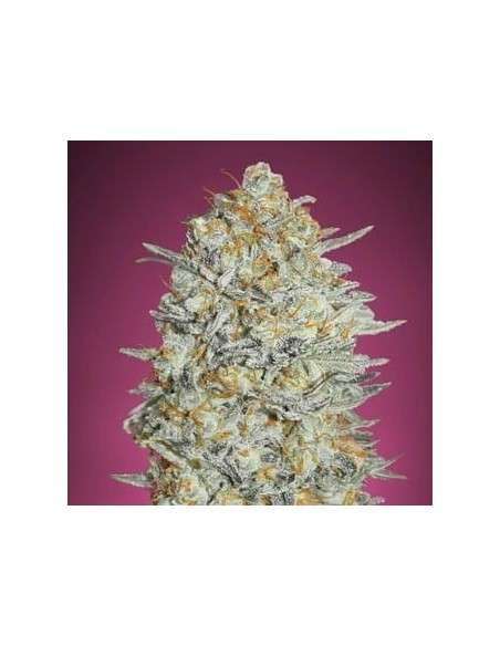 Gelato 33 Fast - 1