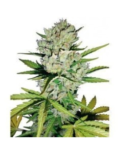 WHITE LABEL - Super Skunk Auto - 1