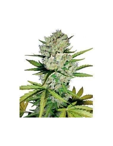 WHITE LABEL - Super Skunk Auto - 1