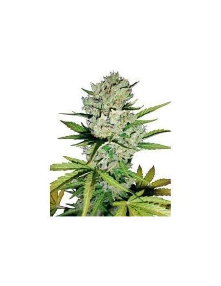 WHITE LABEL - Super Skunk Auto - 1