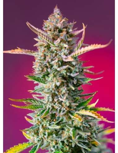 Sweet Seeds - Gorilla Sherbet F1 Fast Version - 1