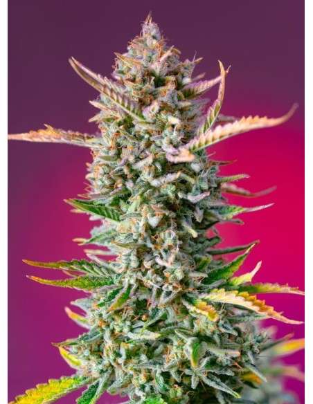 Sweet Seeds - Gorilla Sherbet F1 Fast Version - 1