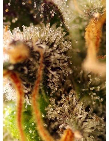 Sweet Seeds - Gorilla Sherbet F1 Fast Version - 3