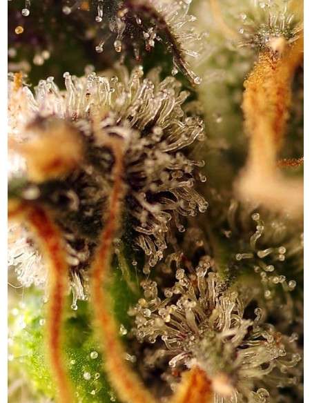 Sweet Seeds - Gorilla Sherbet F1 Fast Version - 3