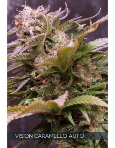 Vision Seeds - Vision Caramello Auto - 1