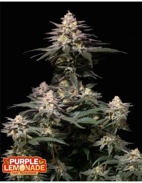 FastBuds - Purple Lemonade FF Fast Flowering - 1