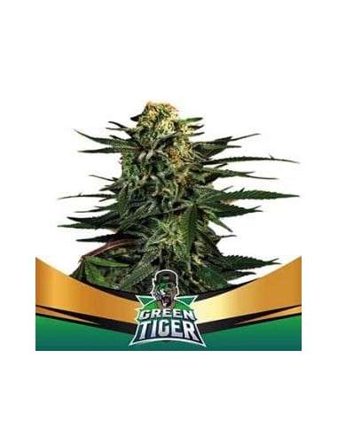 -50% BSF Seeds - Green Tiger Faster Flowering (4) - 1