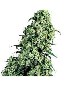 WHITE LABEL - Skunk 1 - 1