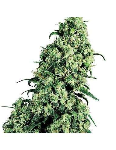 WHITE LABEL - Skunk 1 - 1