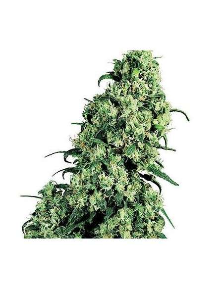 WHITE LABEL - Skunk 1 - 1