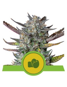 ROYAL QUEEN SEEDS - Purple Punch Auto - 1