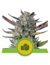 ROYAL QUEEN SEEDS - Purple Punch Auto - 1