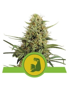 ROYAL QUEEN SEEDS - Hulkberry Auto - 1