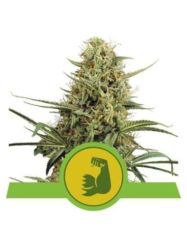 ROYAL QUEEN SEEDS - Hulkberry Auto - 1