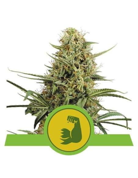 ROYAL QUEEN SEEDS - Hulkberry Auto - 1
