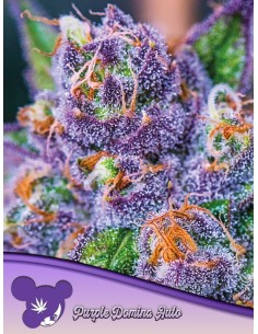 Anesia Seeds - Purple Domina Auto - 1
