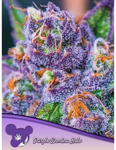 Anesia Seeds - Purple Domina Auto - 1
