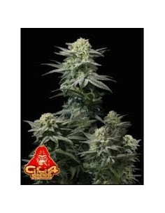 FastBuds - GG4 Sherbet FF Fast Flowering - 1