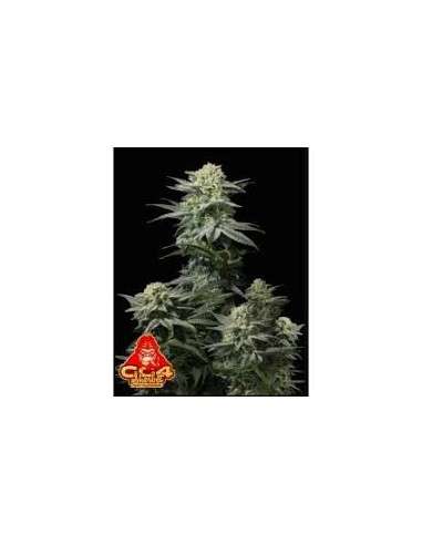 FastBuds - GG4 Sherbet FF Fast Flowering - 1
