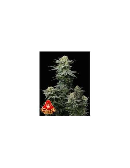 FastBuds - GG4 Sherbet FF Fast Flowering - 1