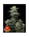 FastBuds - GG4 Sherbet FF Fast Flowering - 1