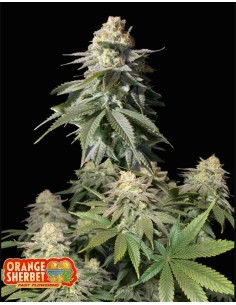 FastBuds - Orange Sherbet FF Fast Flowering - 1