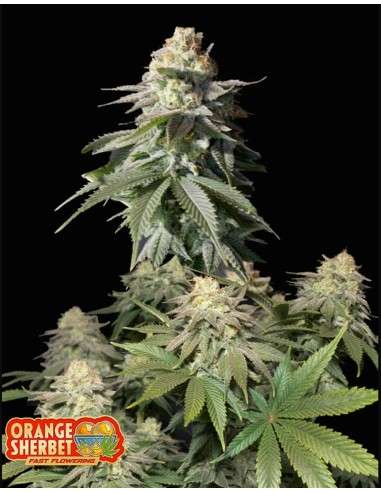 FastBuds - Orange Sherbet FF Fast Flowering - 1