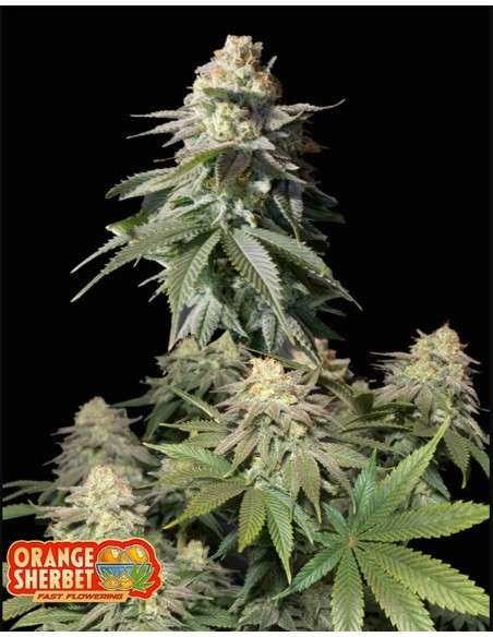 FastBuds - Orange Sherbet FF Fast Flowering - 1