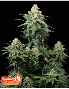 FastBuds - Wedding Cheesecake FF Fast Flowering - 1