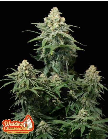 FastBuds - Wedding Cheesecake FF Fast Flowering - 1