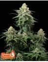 FastBuds - Wedding Cheesecake FF Fast Flowering - 1
