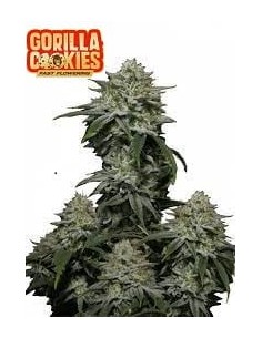 FastBuds - Gorilla Cookies FF Fast Flowering - 1