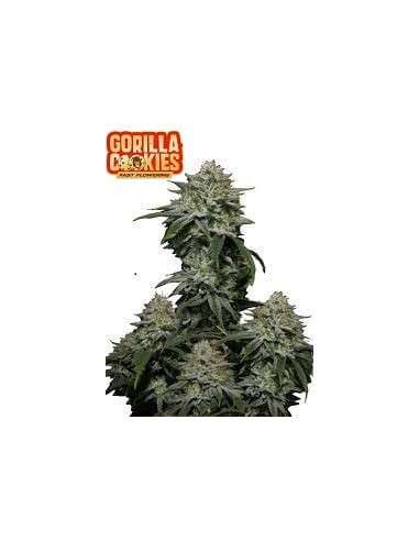 FastBuds - Gorilla Cookies FF Fast Flowering - 1