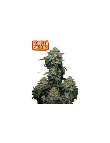 FastBuds - Gorilla Cookies FF Fast Flowering - 1