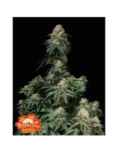 FastBuds - Tropicana Cookies FF Fast Flowering - 1
