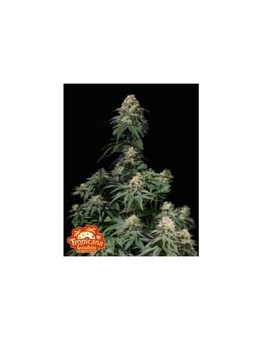 FastBuds - Tropicana Cookies FF Fast Flowering - 1