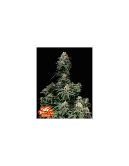 FastBuds - Tropicana Cookies FF Fast Flowering - 1