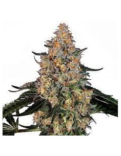 BARNEY’S FARM - Bubba Kush - 1