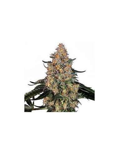 BARNEY’S FARM - Bubba Kush - 1