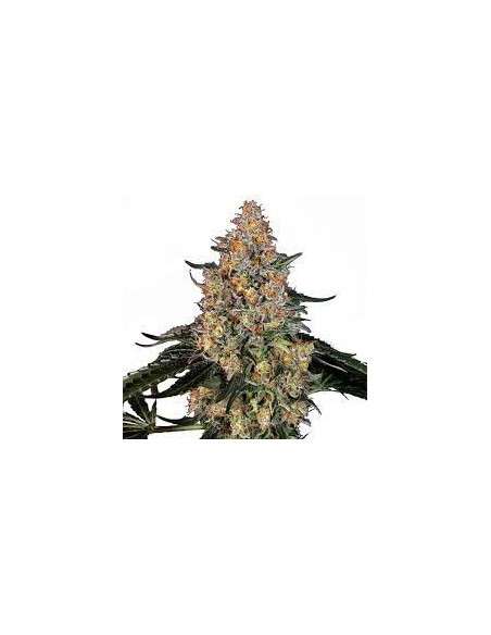 BARNEY’S FARM - Bubba Kush - 1