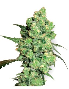 WHITE LABEL - Super Skunk - 1