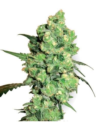 WHITE LABEL - Super Skunk - 1