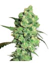 WHITE LABEL - Super Skunk - 1