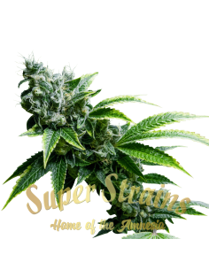 SUPER STRAINS - Eden CBD - 1 2