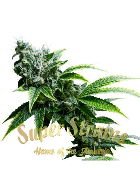 SUPER STRAINS - Eden CBD - 2