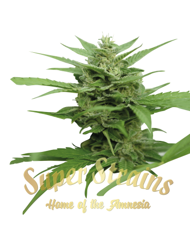 SUPER STRAINS - DFA Auto - 2