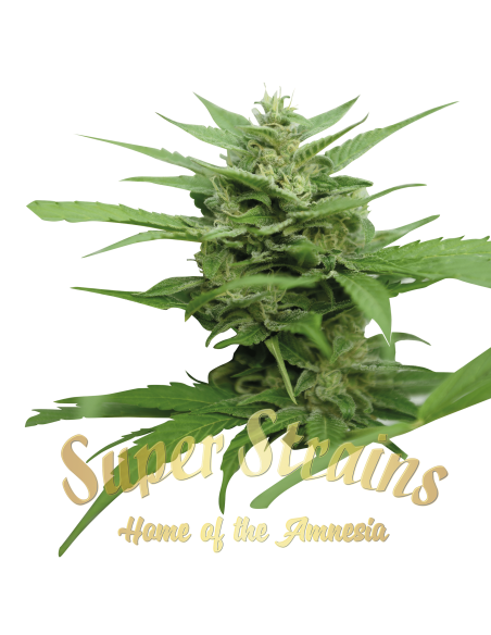 SUPER STRAINS - DFA Auto - 2