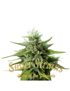 SUPER STRAINS - Cookies Krush - 1 2