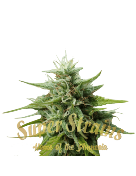 SUPER STRAINS - Cookies Krush - 2